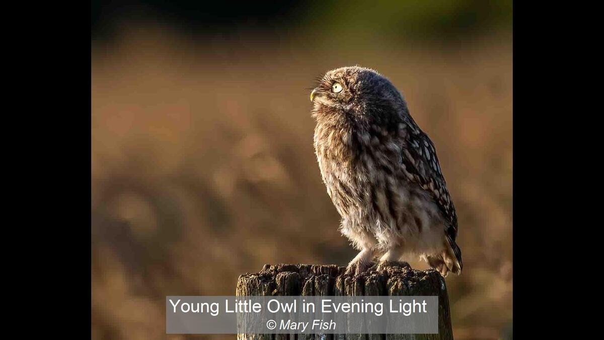 Young Little Owl in Evening Light